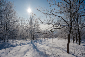 Obraz premium Winter landscape with sunny day in forest