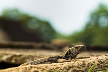 Iguana