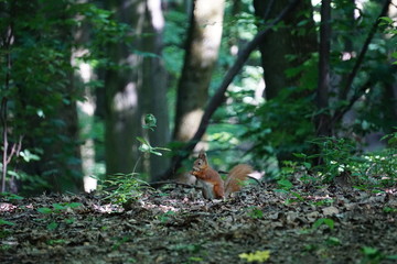Naklejka na ściany i meble A funny squirrel is having lunch deep in spring forest (Central Ukraine)