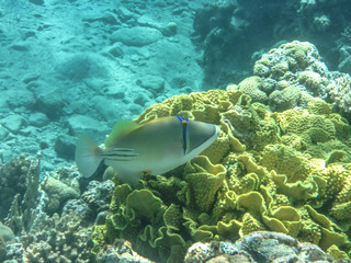 A Picasso triggerfish - an amazing representative of Red Sea underwater world is swimming in front of the picturesque coral rife near Princess Beach diving spot near Eilat (Israel) close to Taba