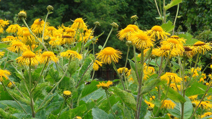 Flowers in the park in Paris