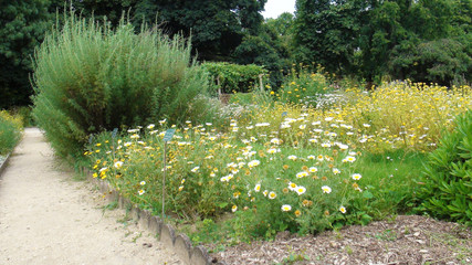 Fototapeta premium Flowers in the park in Paris