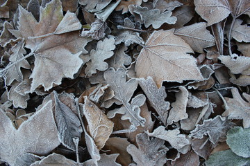 Frozen leaves on the forestbed