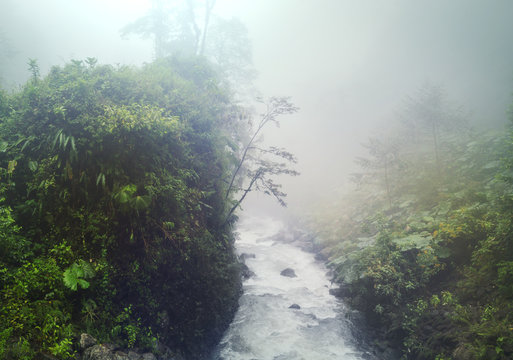 Foggy jungle © Galyna Andrushko