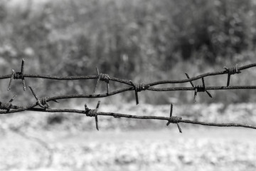 old rusty barbed wire stretched on the background of freedom, imprisoned, protection zone, protection from penetration. the escape. black and white photo