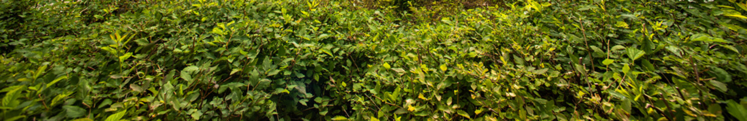 Background of green bushes