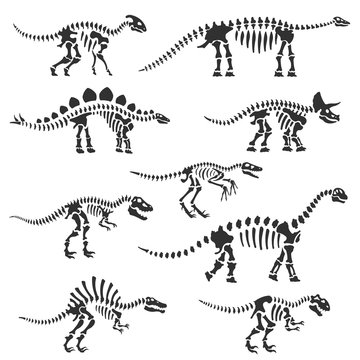 Dinosaur skeletons set. Dinosaur bones silhouettes, isolated objects. Velociraptor, Diplodocus, Triceratops, Tyrannosaurus, ect. Vector illustration