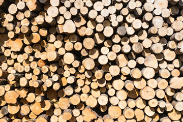 Wood, stacked and cut natural texture. Conifer stack pattern. Hardwood background.