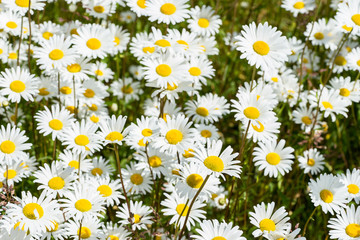 Corn chamomile blossom.  Mayweed bloom. White blooming flowers in natural environment. Scentless chamomile flower. Anthemis arvensis, Asteraceae family.