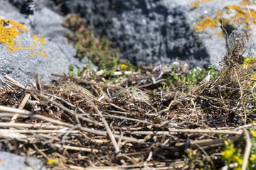 Naklejka na ściany i meble Larus. Gull eggs in a nest of reeds, natural environment background.