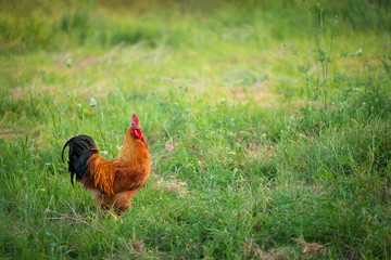 Rooster on a green meadow
