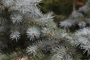 Naklejka na ściany i meble Photos natural background branch blue spruce growing in the park. shallow depth of field