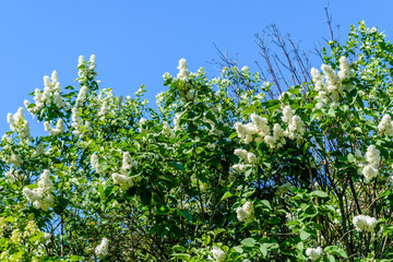 Blossoming branches of the white lilac tree on spring