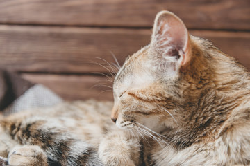 Fototapeta na wymiar Cat sleeping on wooden background.