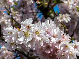 Fototapeta premium Blooming cherry tree