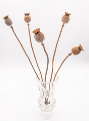 Bunch of dry poppies with long stems in a glass vase isolated on a white background