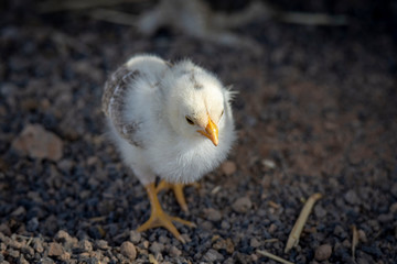 little chick