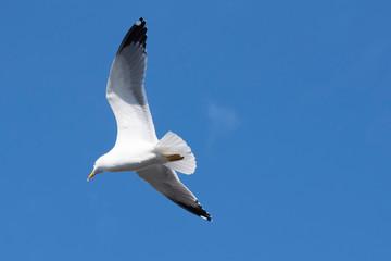 Wings and feathers on the coast of atlanic ocean