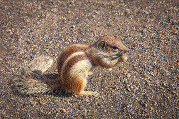 Barbary ground squirrel (atlantoxerus getulus), Fuerteventura, Canary Islands