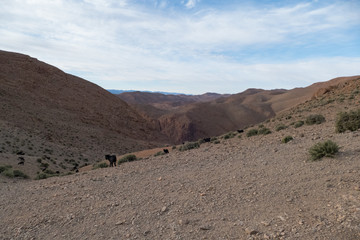 Fototapeta na wymiar beautiful desert landscape of Todra Gorge in high atlas in morocco