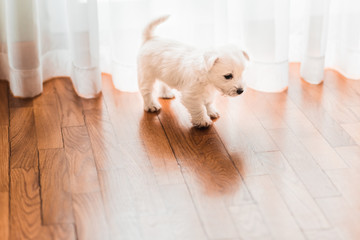 Cute west terrier puppy on the floor by the window © marjan4782