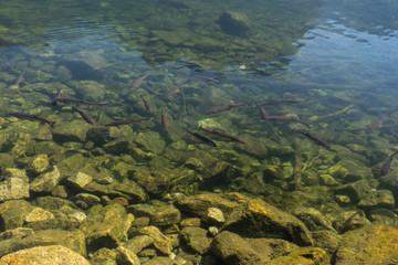 Fish are floating in the water.