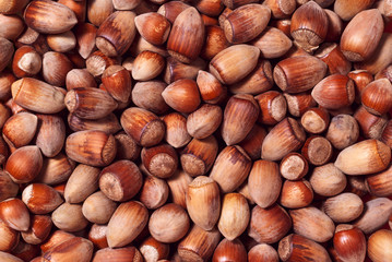 background - wild hazelnuts of different sizes
