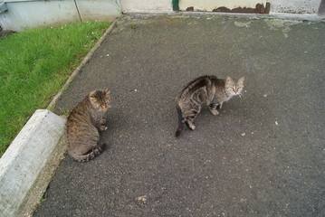 chats