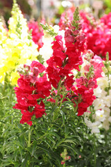 Variety of beautiful Antirrhinum majus or Snapdragon flowers in red, white and yellow colors in the...