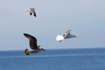 Wings and feathers on the coast of atlanic ocean