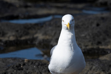 Wings and feathers on the coast of atlanic ocean