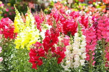 Variety of beautiful Antirrhinum majus or Snapdragon flowers red, white, pink and yellow colors in the garden.