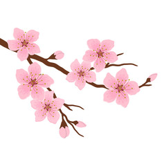 Obraz premium Blossoming branch of a cherry. A tree branch with pink flowers and buds on a white background. Sakura flowers. Vector illustration