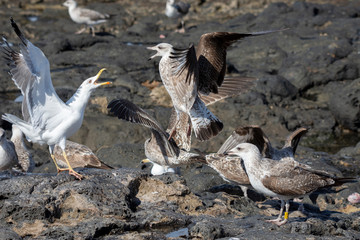 Wings and feathers on the coast of atlanic ocean