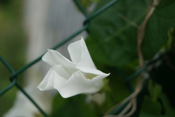 fleur blanche