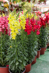 Variety of potted Antirrhinum majus or Snapdragon flowers in yellow, red and pink colors for sale in the greek garden shop.