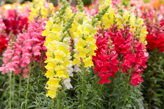 Variety of beautiful Antirrhinum majus or Snapdragon flowers red, white, pink and yellow colors in the garden.