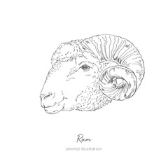 Vector portrait illustration of ram farm animal Hand drawn ink realistic sketching isolated on white. Perfect for agriculture farm logo branding design.