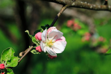 Apfelblüte, Blüte am Apfelbaum im öffentlichen Obstgut Baden-Baden Lichtental