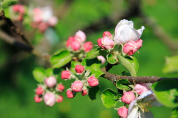 Obraz premium Apfelblüte, Blüte am Apfelbaum im öffentlichen Obstgut Baden-Baden Lichtental