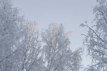 tops of snow-covered trees