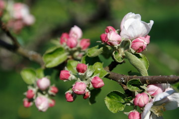 Apfelblüte, Blüte am Apfelbaum im öffentlichen Obstgut Baden-Baden Lichtental