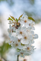 Beautiful cherry blossom close up, vertical picture