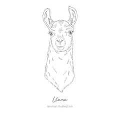 Vector portrait illustration of llama alpaca animal. Hand drawn ink realistic sketching isolated on white. Perfect for agriculture farm logo branding design.