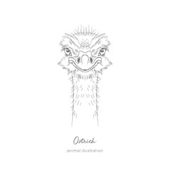 Symmetrical Vector portrait illustration of ostrich bird. Hand drawn ink realistic sketching isolated on white. Perfect for agriculture farm logo branding design.