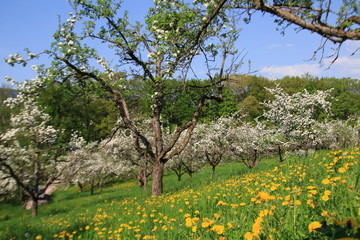 Fototapeta premium Apfelblüte, Blüte am Apfelbaum im öffentlichen Obstgut Baden-Baden Lichtental