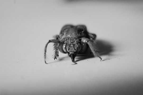 abejorro gigante 