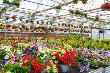 Flower garden interior full of plants. Plants growing in modern greenhouse. © lordn