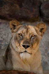 Female Lion