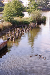 canards sur la Vilaine